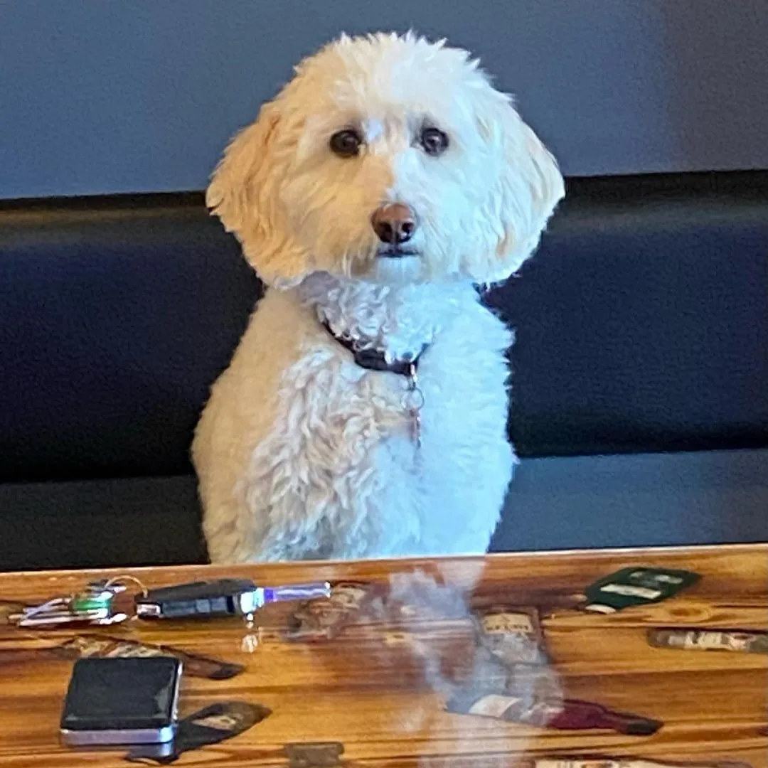 Silver Fox Micro Pub: TODO review
